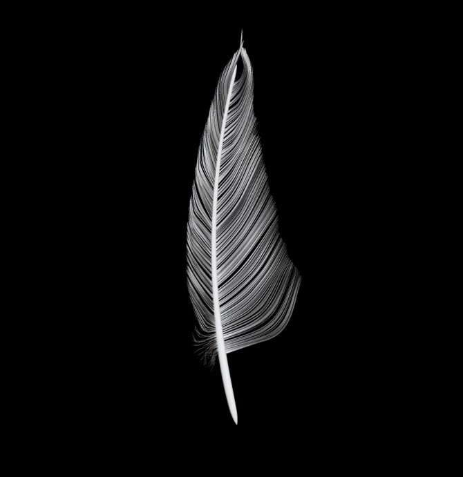 3D Feather Sculpt 1