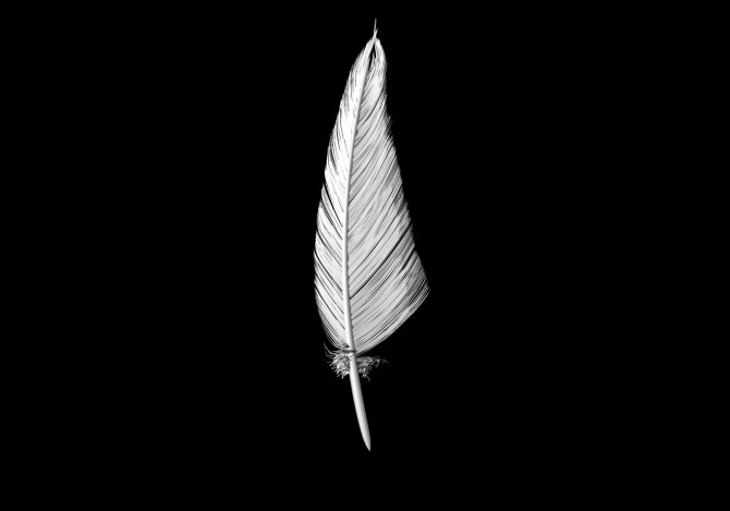 3D Feather Sculpt 3