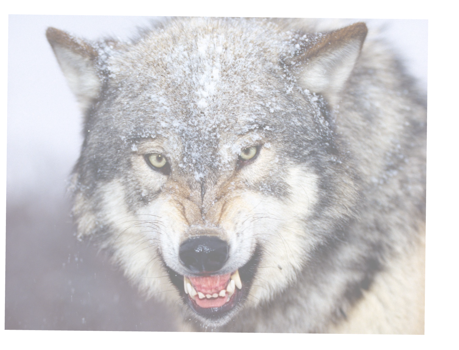 WolfPhoto-01